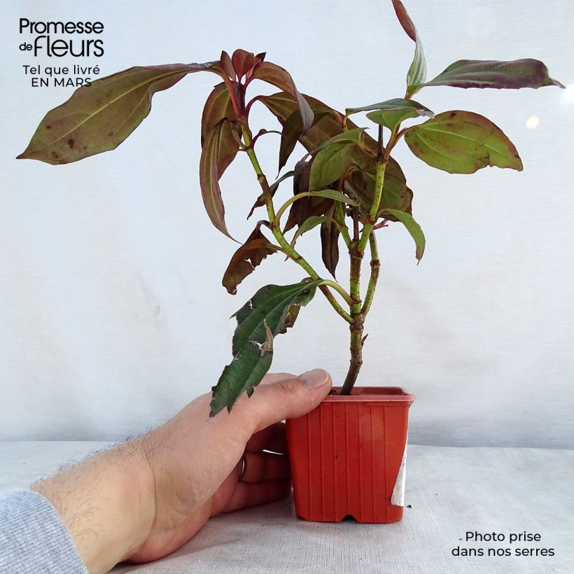 Example of Viburnum davidii - Sneeuwbal Kweekpotje van 8/9 cm as you get in printemps