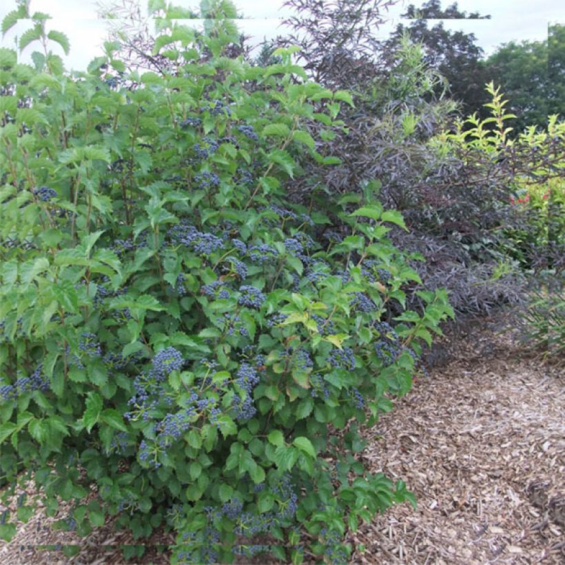 Viburnum dentatum Blue Muffin - Sneeuwbal (Groeiplaats)