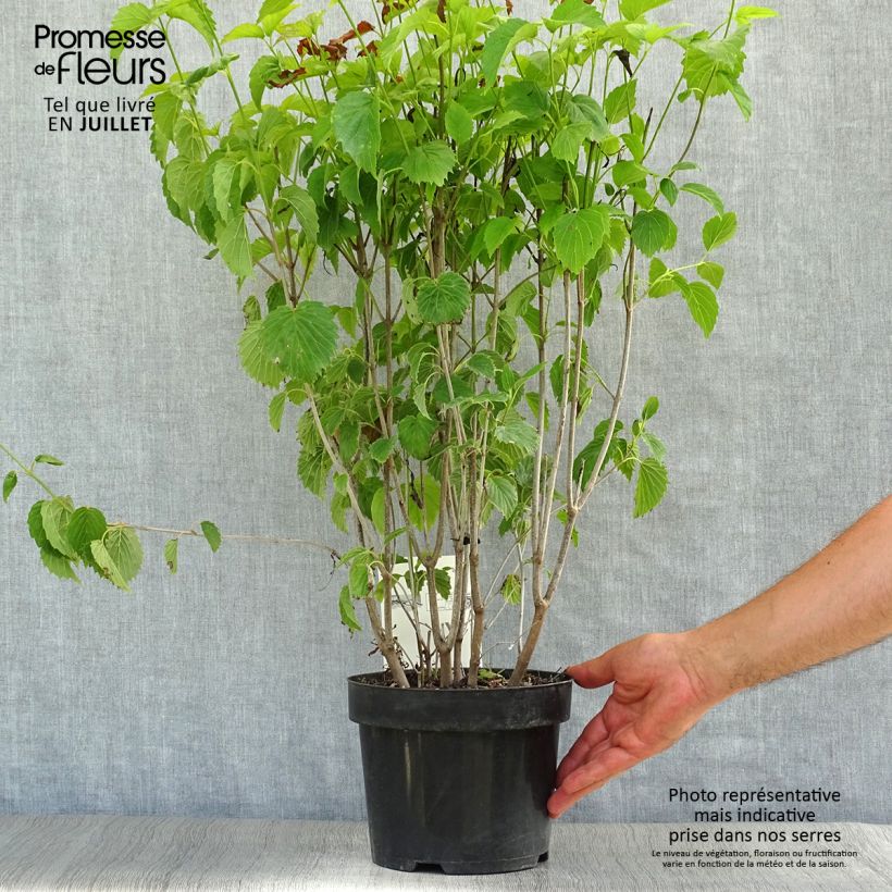 Exemplaar van Viburnum dentatum Blue Muffin - Sneeuwbal Pot van 3 l/4 l zoals geleverd in de zomer