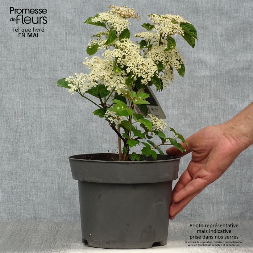 Example of Viburnum dilatatum Sealing Wax - Sneeuwbal Pot van 4 l/5 l as you get in printemps