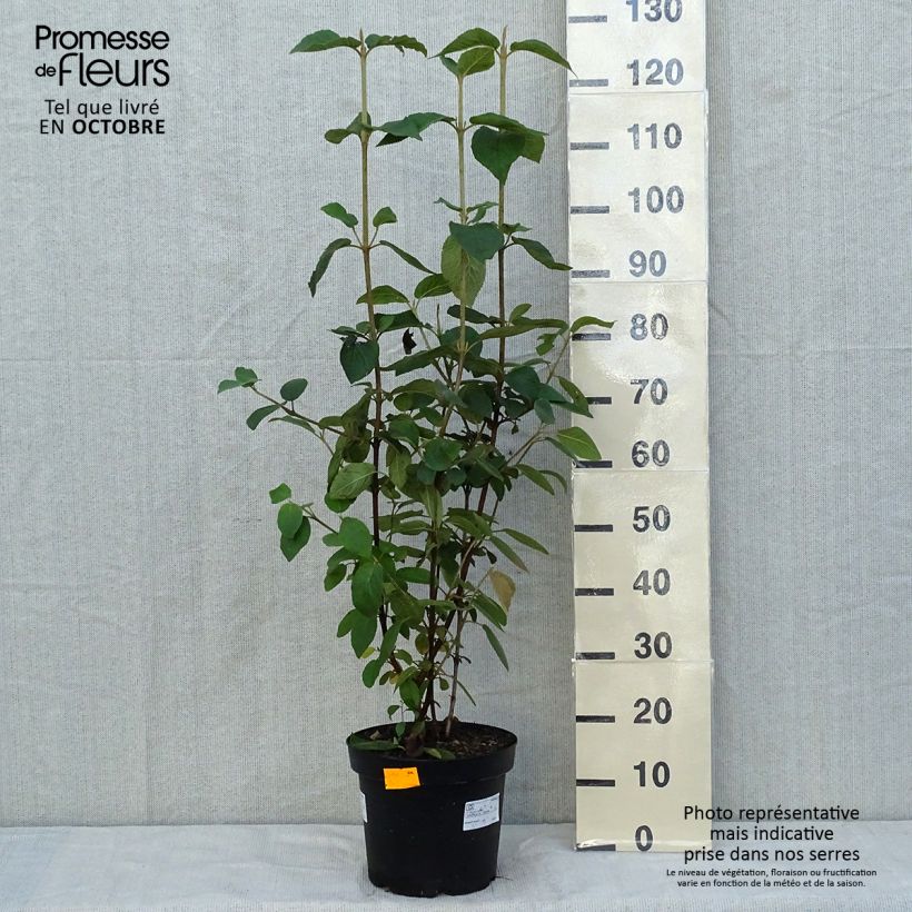 Exemplaar van Viburnum lantana - Wollige sneeuwbal Pot van 4 l/5 l zoals geleverd in de herfst