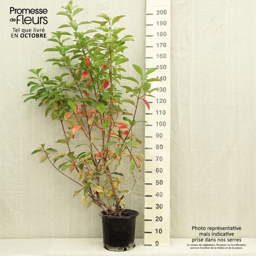 Exemplaar van Viburnum lucidum - Sneeuwbal Pot van 2 l/3 l zoals geleverd in de herfst