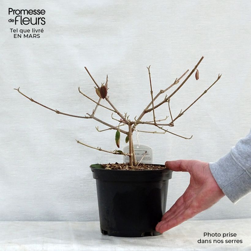 Exemplaar van Viburnum macrocephalum Happy Fortuna - Chinese sneeuwbal Pot van 3 l/4 l zoals geleverd in de lente