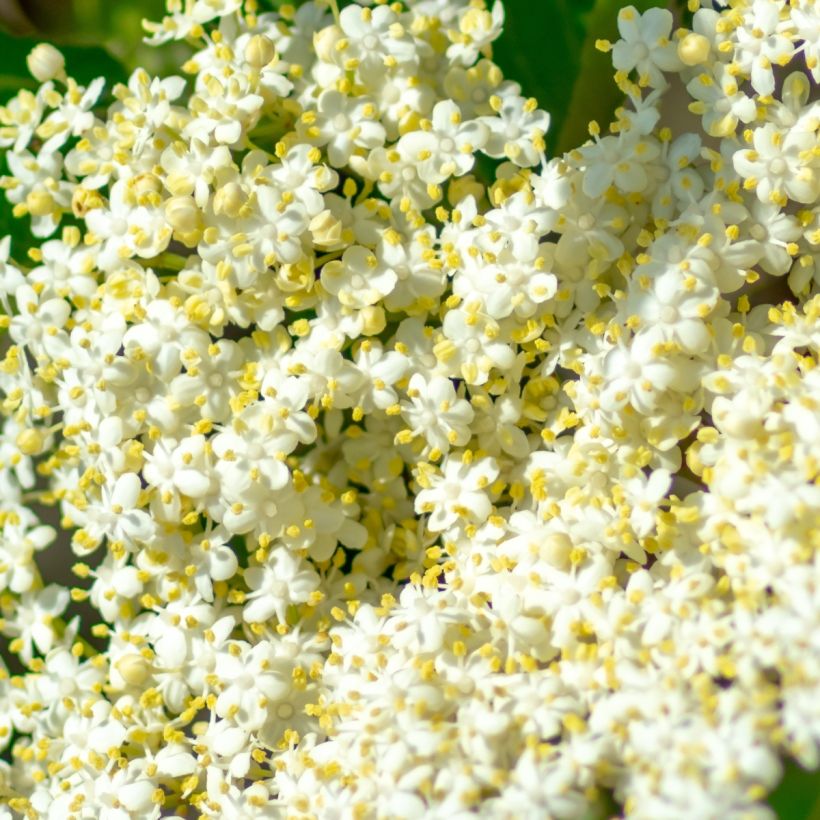 Viburnum nudum Brandywine - Sneeuwbal (Bloei)