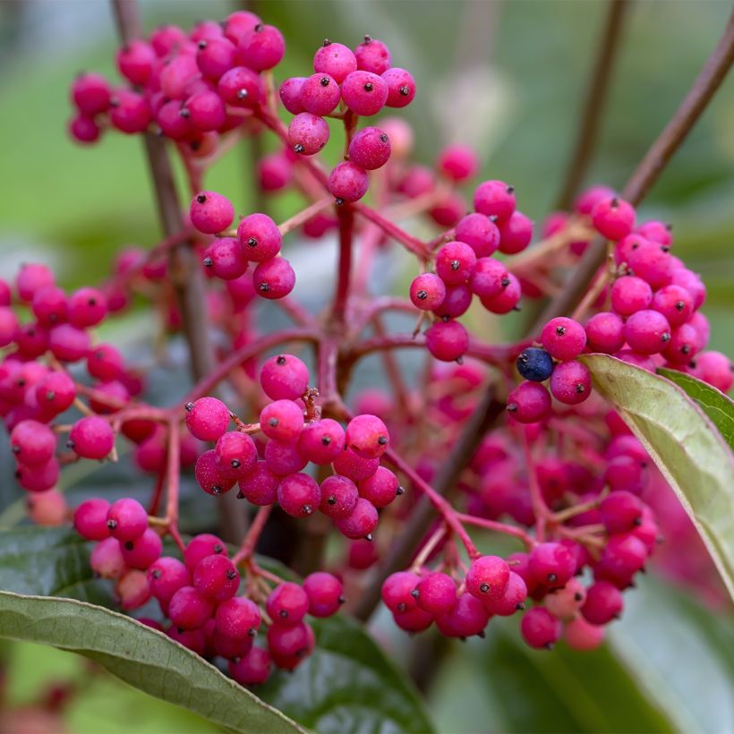 Viburnum nudum Brandywine - Sneeuwbal (Oogst)