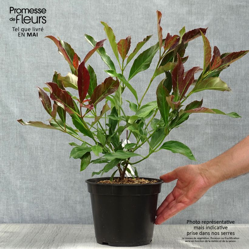 Exemplaar van Viburnum odoratissimum Coppertop - Sneeuwbal Pot van 3 l/4 l zoals geleverd in de lente