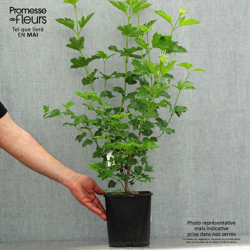 Example of Viburnum opulus Xanthocarpum - Gelderse roos Pot van 3 l/4 l as you get in printemps