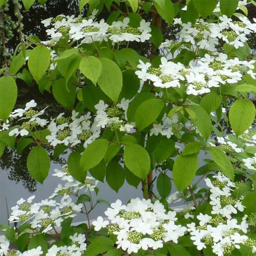 Viburnum plicatum Kilimanjaro - Japanse sneeuwbal (Blad)