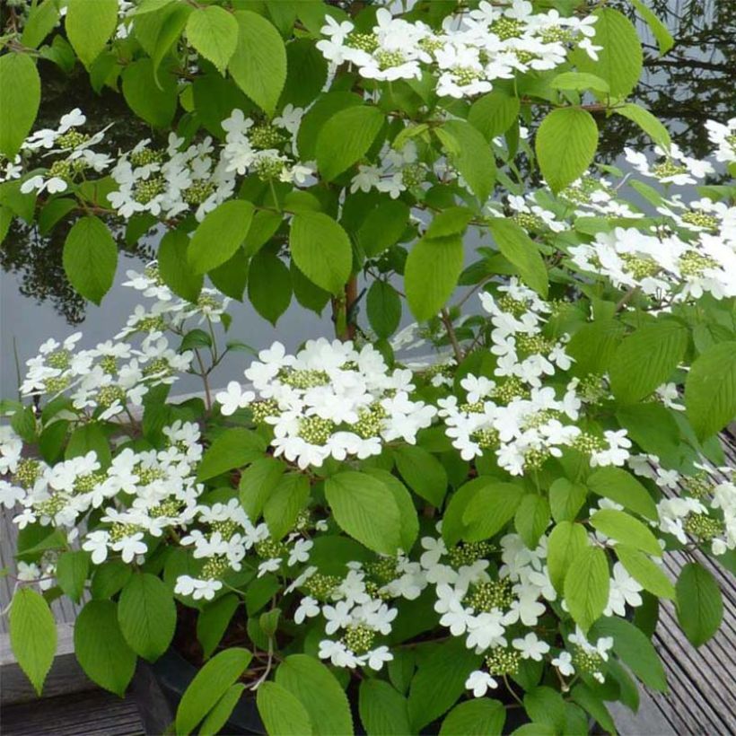 Viburnum plicatum Kilimanjaro - Japanse sneeuwbal (Bloei)