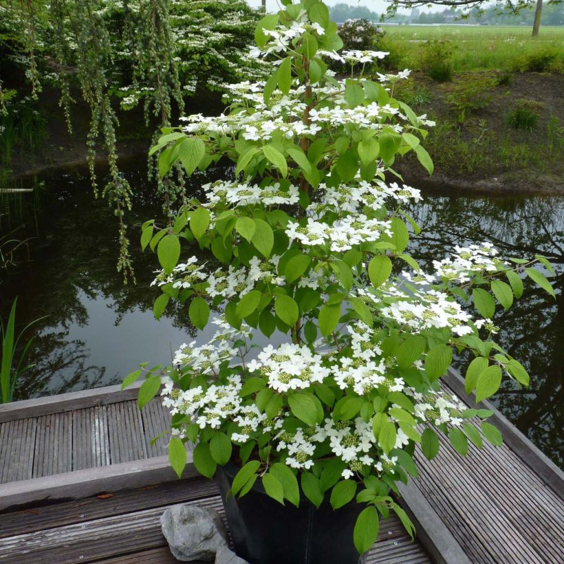 Viburnum plicatum Kilimanjaro - Japanse sneeuwbal (Groeiplaats)