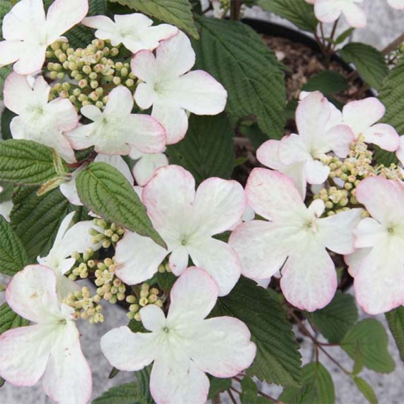 Viburnum plicatum Kilimanjaro Sunrise - Japanse sneeuwbal (Bloei)