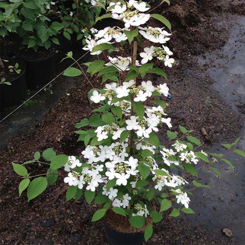 Viburnum plicatum Kilimanjaro Sunrise - Japanse sneeuwbal (Groeiplaats)