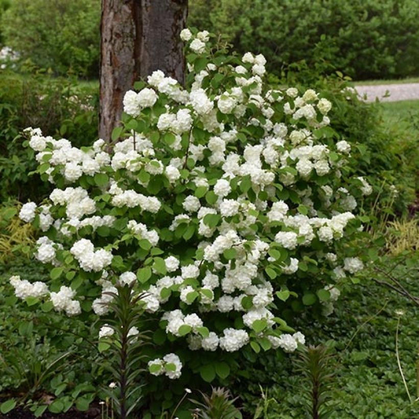 Viburnum plicatum Opening Day - Japanse sneeuwbal (Groeiplaats)