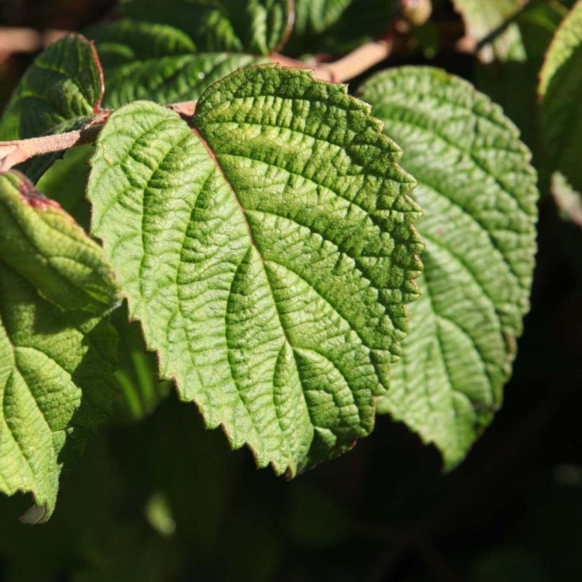 Viburnum plicatum Shasta - Japanse sneeuwbal (Foliage)