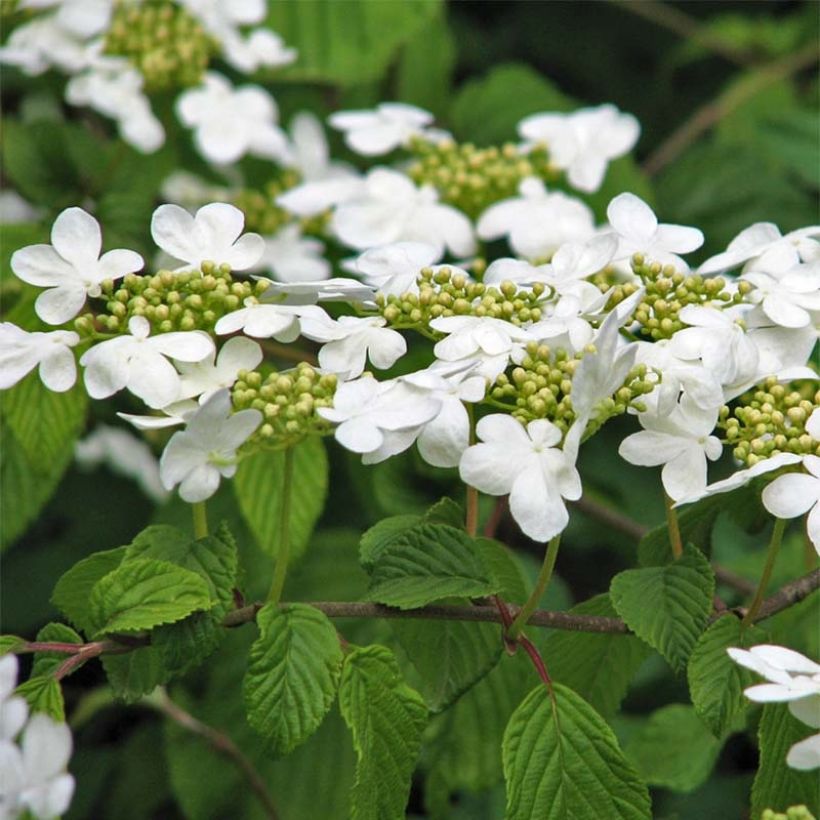 Viburnum plicatum Tomentosum - Japanse sneeuwbal (Bloei)
