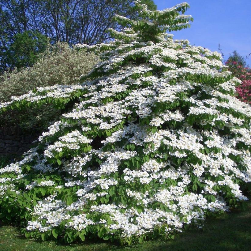Viburnum plicatum Tomentosum - Japanse sneeuwbal (Groeiplaats)