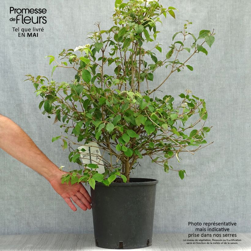 Exemplaar van Viburnum plicatum Watanabe - Japanse sneeuwbal Pot van 12 l/15 l zoals geleverd in de lente