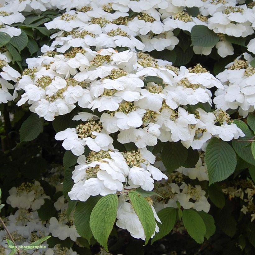 Viburnum plicatum Lanarth - Japanse sneeuwbal (Bloei)