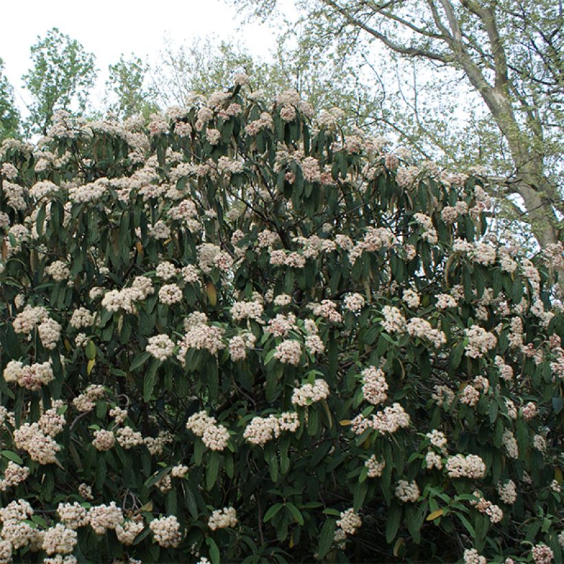 Viburnum rhytidophyllum - Sneeuwbal (Plant habit)