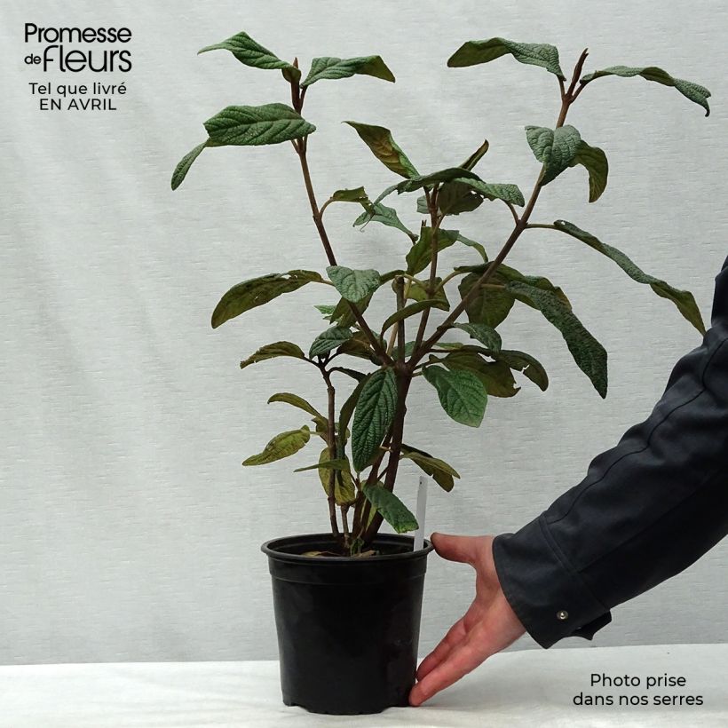 Example of Viburnum rhytidophyllum - Sneeuwbal Pot van 2 l/3 l as you get in printemps