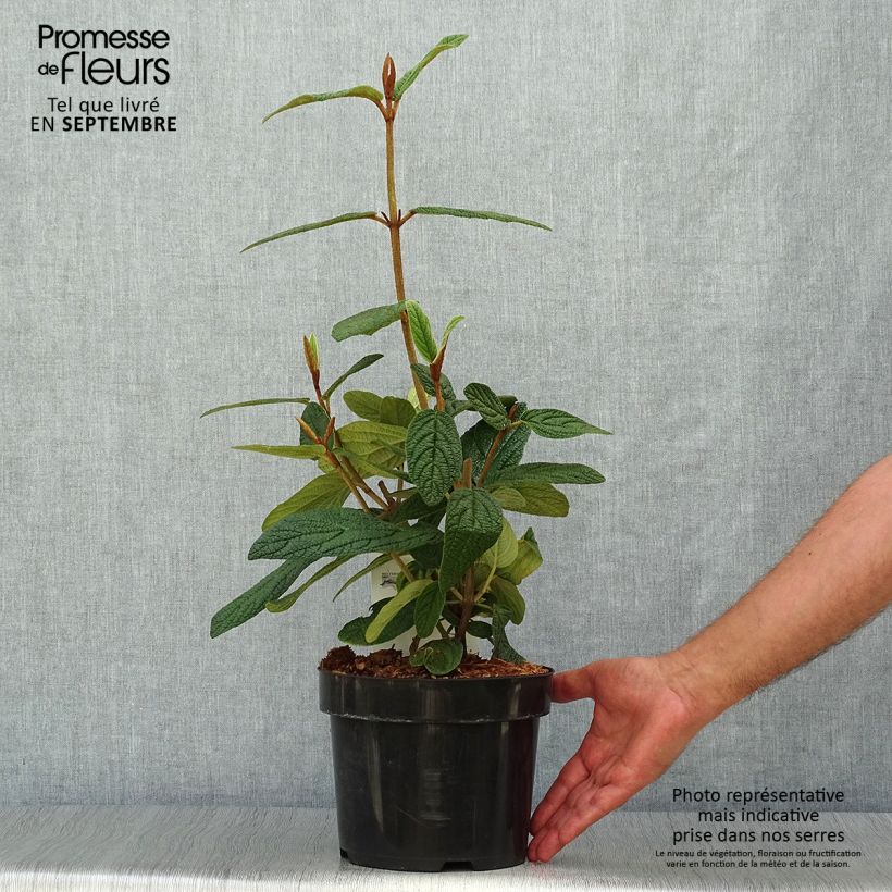 Exemplaar van Viburnum rhytidophyllum - Sneeuwbal Pot van 2 l/3 l zoals geleverd in de herfst