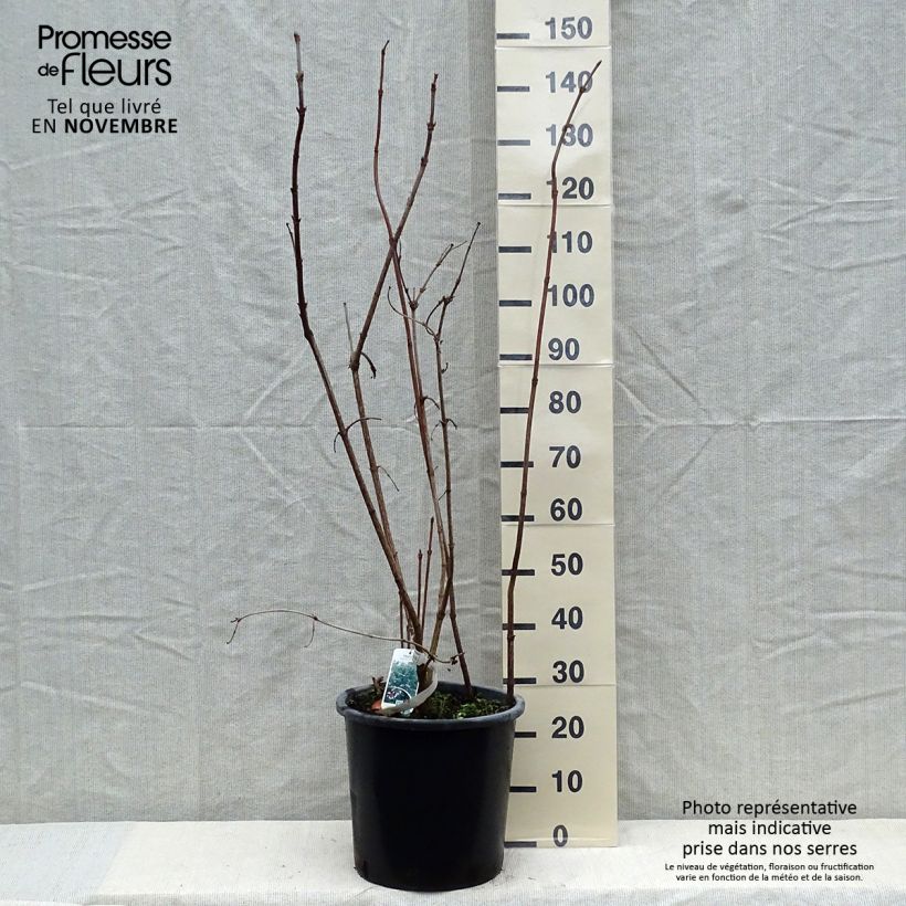 Exemplaar van Viburnum sargentii Onondaga - Sneeuwbal Pot van 18 l/20 l zoals geleverd in de herfst
