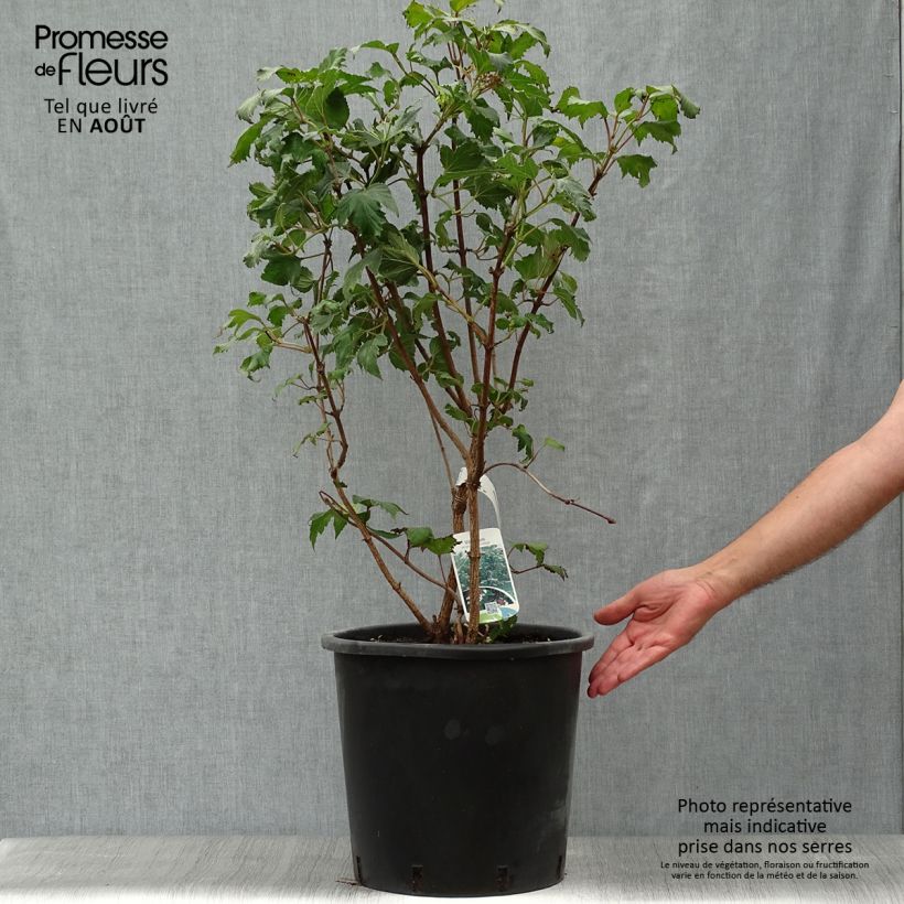 Exemplaar van Viburnum sargentii Onondaga - Sneeuwbal Pot van 18 l/20 l zoals geleverd in de zomer