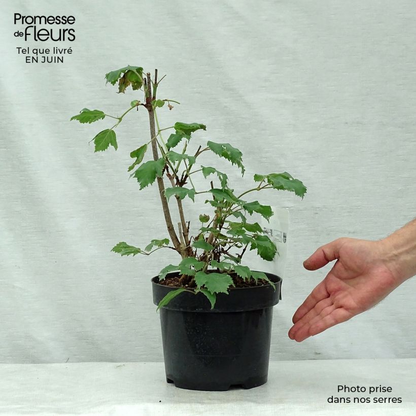 Exemplaar van Viburnum sargentii Onondaga - Sneeuwbal Pot van 2 l/3 l zoals geleverd in de zomer
