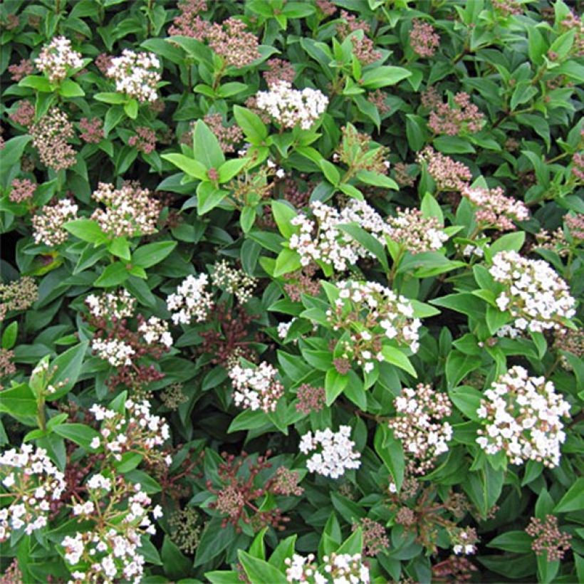 Viburnum tinus Eve Price - Lauriersneeuwbal (Bloei)