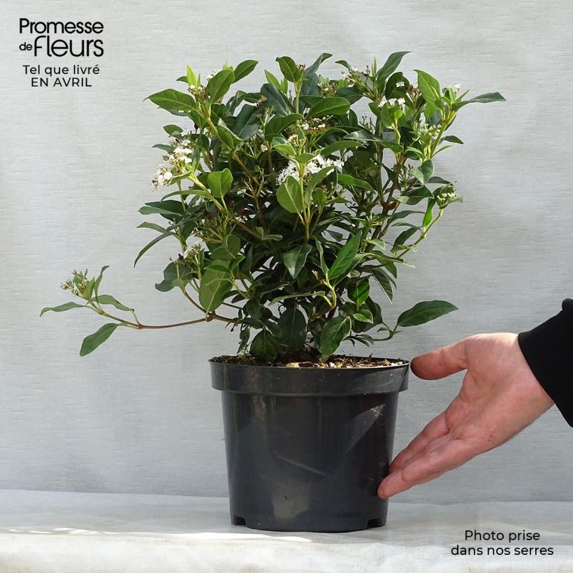 Exemplaar van Viburnum tinus Eve Price - Lauriersneeuwbal Pot van 2 l/3 l zoals geleverd in de lente