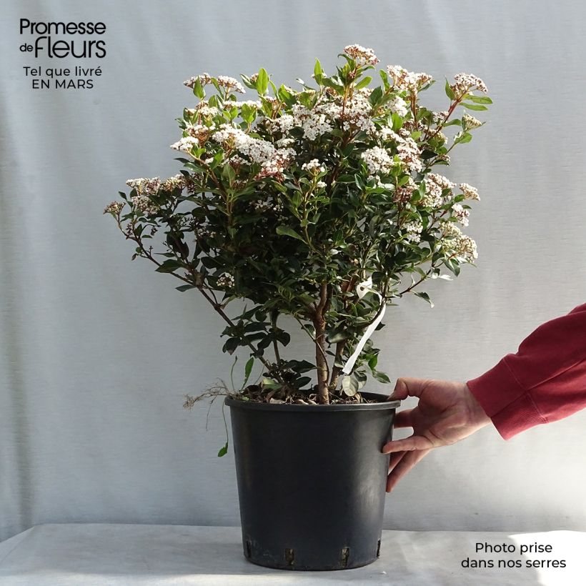Exemplaar van Viburnum tinus Eve Price - Lauriersneeuwbal Pot van 7,5 l/10 l zoals geleverd in de lente
