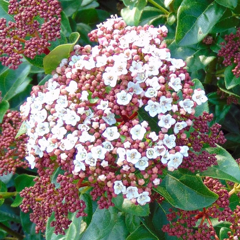 Viburnum tinus Gwenllian - Lauriersneeuwbal (Bloei)