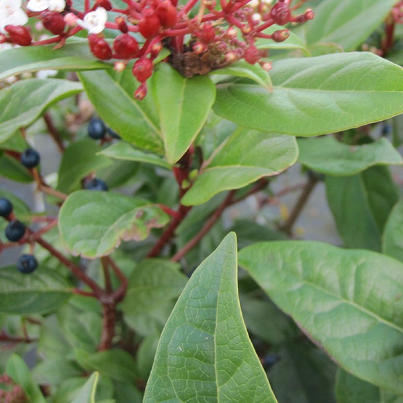 Viburnum tinus Lisarose - Lauriersneeuwbal (Foliage)