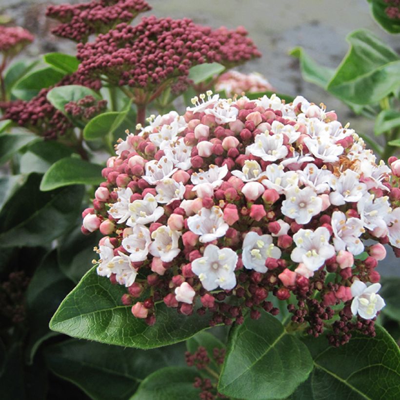 Viburnum tinus Lisarose - Lauriersneeuwbal (Flowering)
