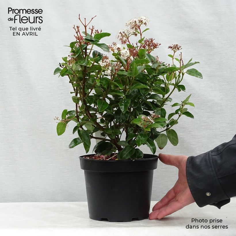 Example of Viburnum tinus Lisarose - Lauriersneeuwbal Pot van 3 l/4 l as you get in printemps