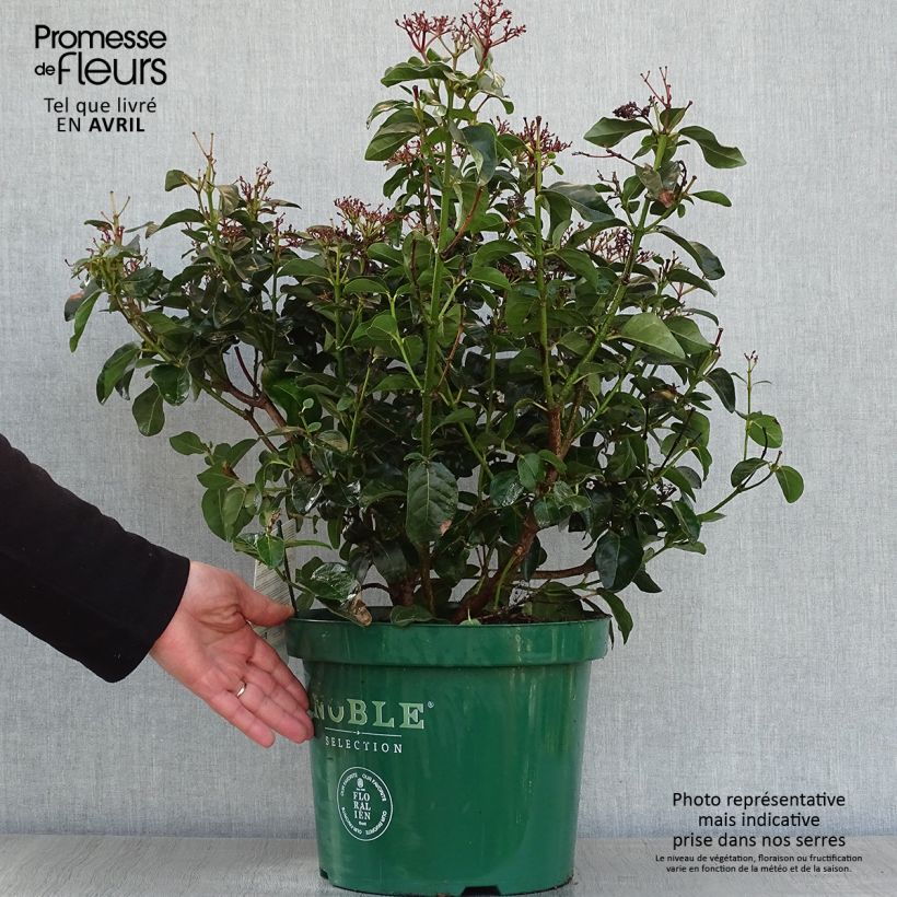 Example of Viburnum tinus Lisarose - Lauriersneeuwbal Pot van 7,5 l/10 l as you get in printemps