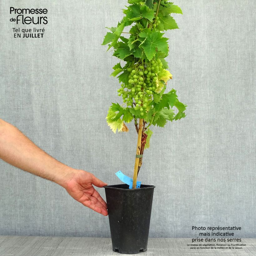 Exemplaar van Druif Ampelia Aladin Pot van 1,5 l/2 l zoals geleverd in de zomer