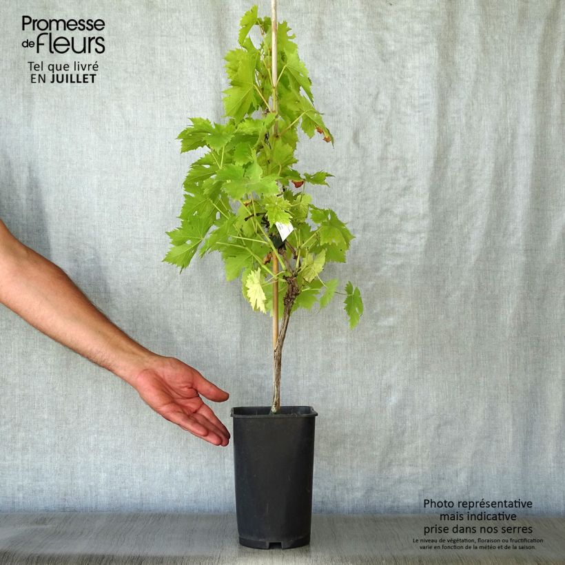 Exemplaar van Druif Ampelia Candin Pot van 1,5 l/2 l zoals geleverd in de zomer