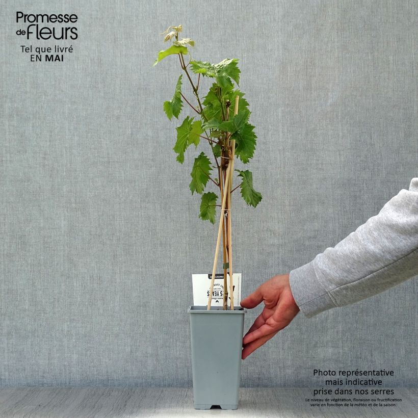 Exemplaar van Witte druif Bianca Pot van 1,5 l/2 l zoals geleverd in de lente