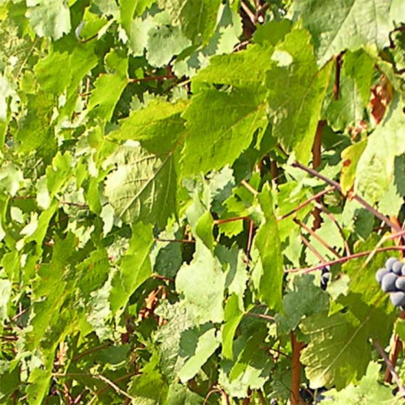 Druif Cabernet Franc (Blad)