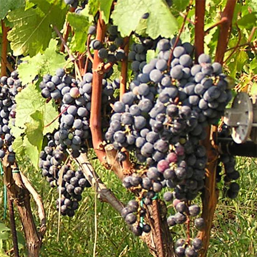 Druif Cabernet Franc (Oogst)