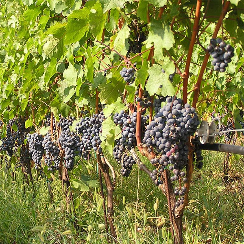 Druif Cabernet Franc (Groeiplaats)