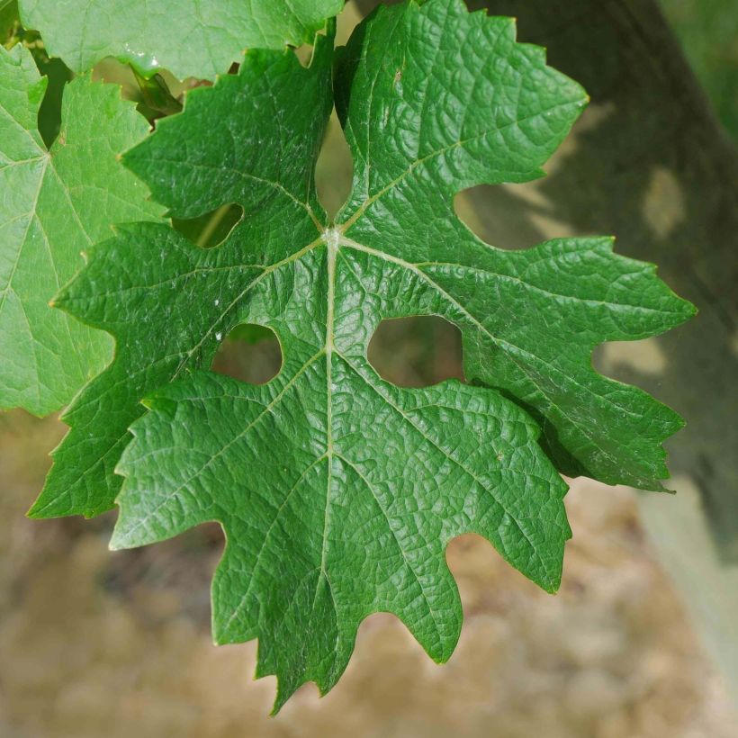 Druif Cabernet Sauvignon (Blad)