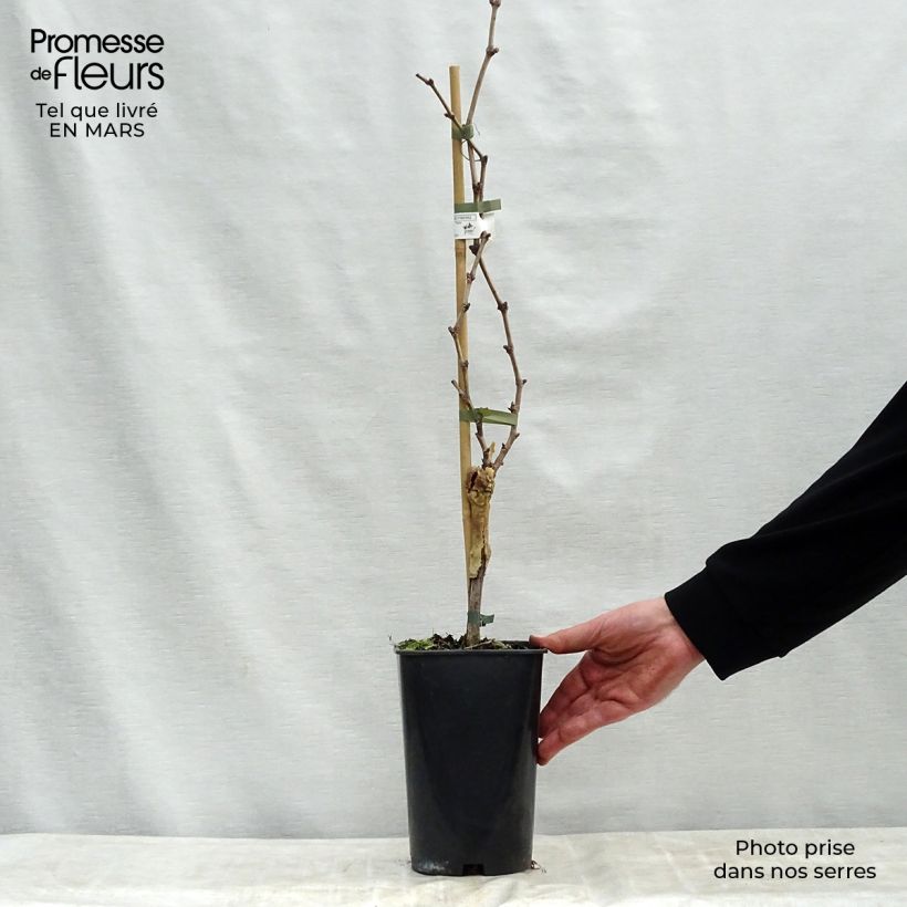 Exemplaar van Tafeldruif Dattier de Beyrouth Pot van 1,5 l/2 l zoals geleverd in de lente