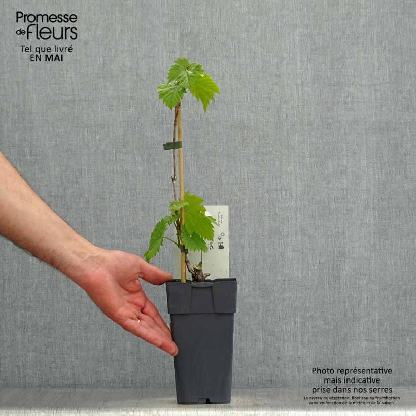 Exemplaar van Druif Frankenthaler Pot van 2 l/3 l zoals geleverd in de lente