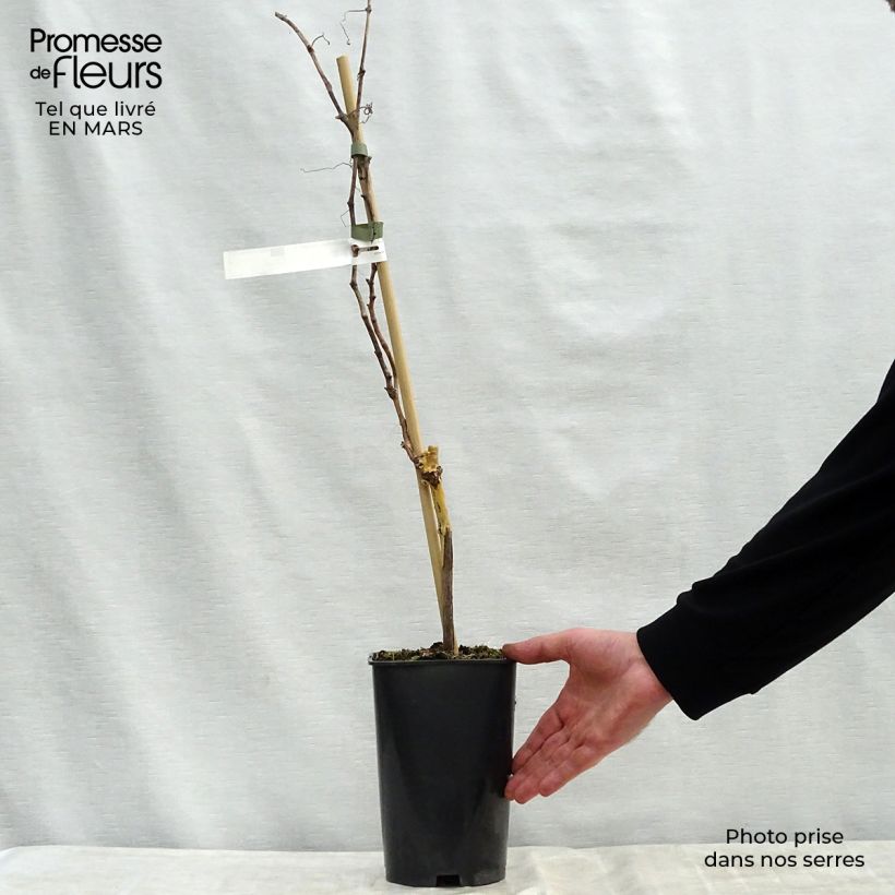 Exemplaar van Druif Koninklijke Madeleine Pot van 2 l/3 l zoals geleverd in de lente