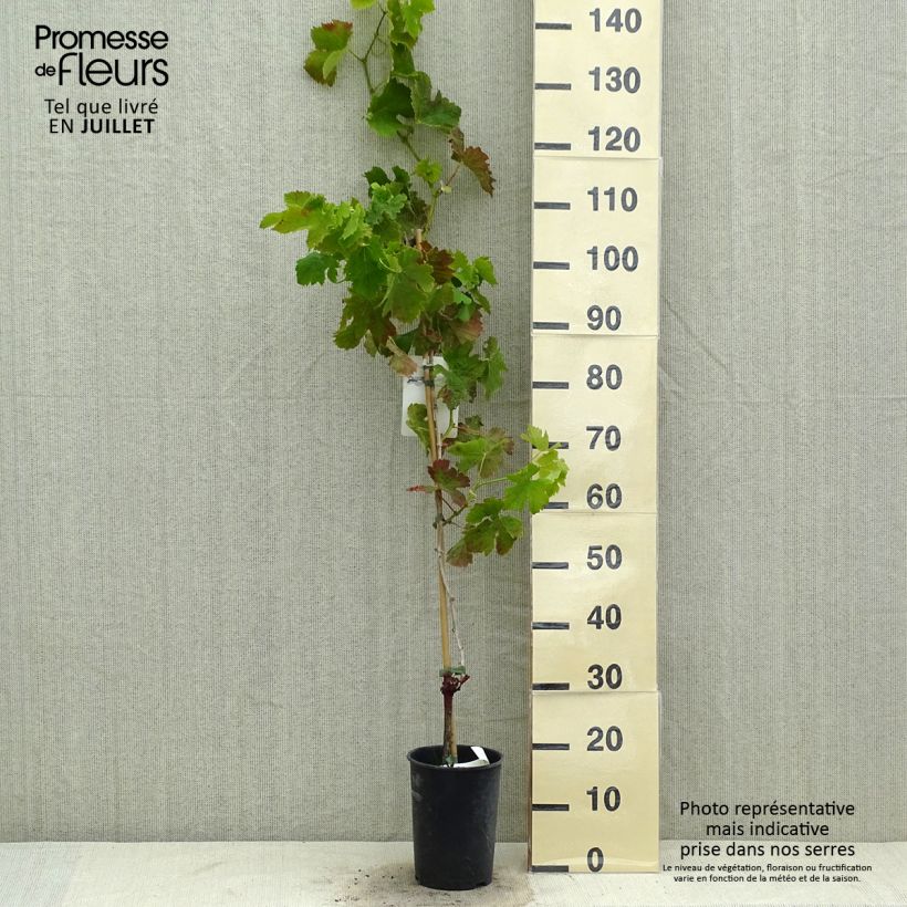 Exemplaar van Druif Merlot Pot van 2 l/3 l zoals geleverd in de zomer