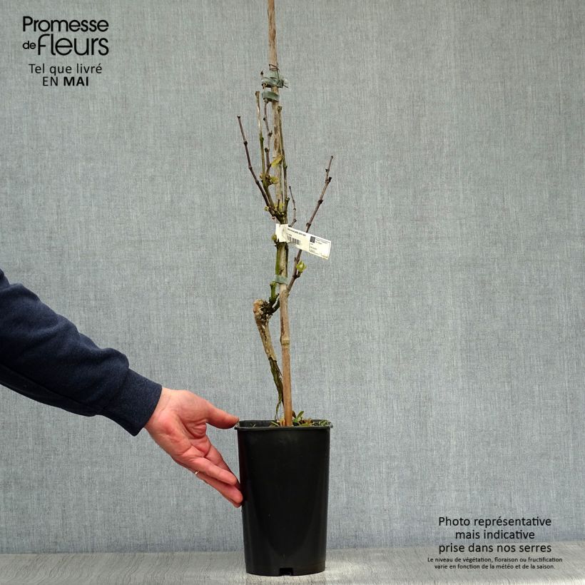 Exemplaar van Witte kleinkorrelige muskaat Pot van 2 l/3 l zoals geleverd in de lente