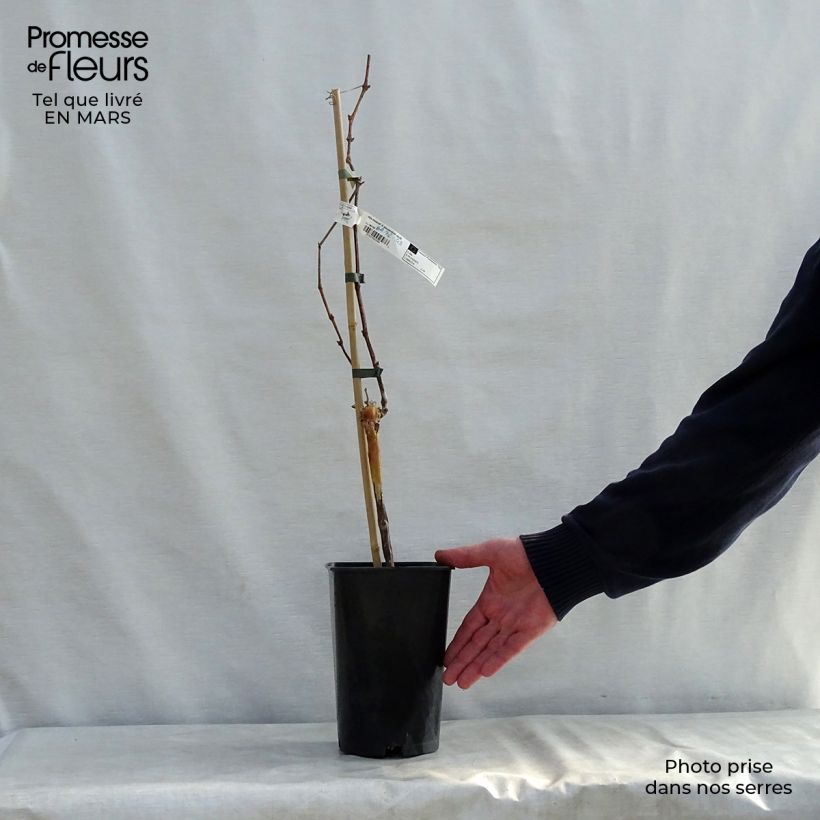 Example of Muskaatdruif van Alexandrië Pot van 2 l/3 l as you get in printemps