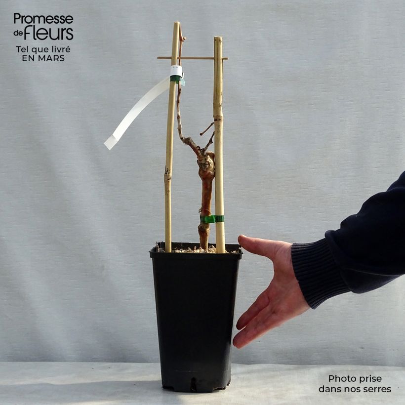 Exemplaar van Muskaatdruif van Hamburg Pot van 1,5 l/2 l zoals geleverd in de lente